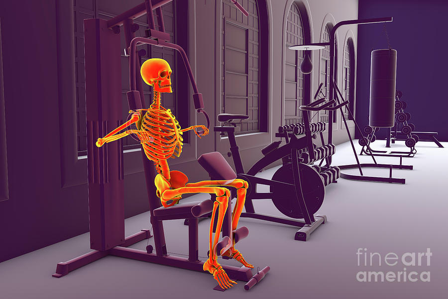 Skeleton Training On A Hammer Strength Machine #12 Photograph by Kateryna Kon/science Photo Library