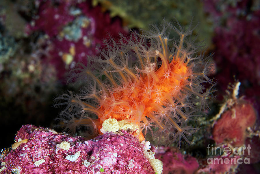 Soft Coral #12 Photograph by Alexander Semenov/science Photo Library