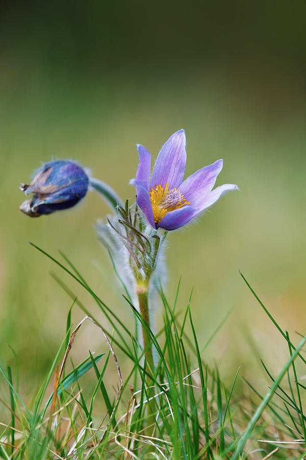 spring flower Pulsatilla pratensis, small pasque flower Photograph by ...