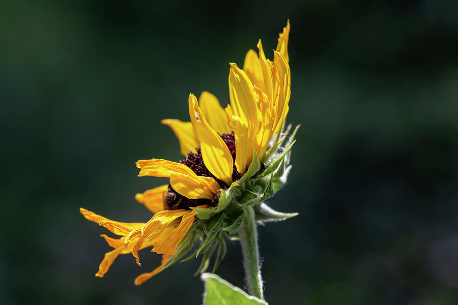 Sunflower #12 Photograph by Robert Ullmann
