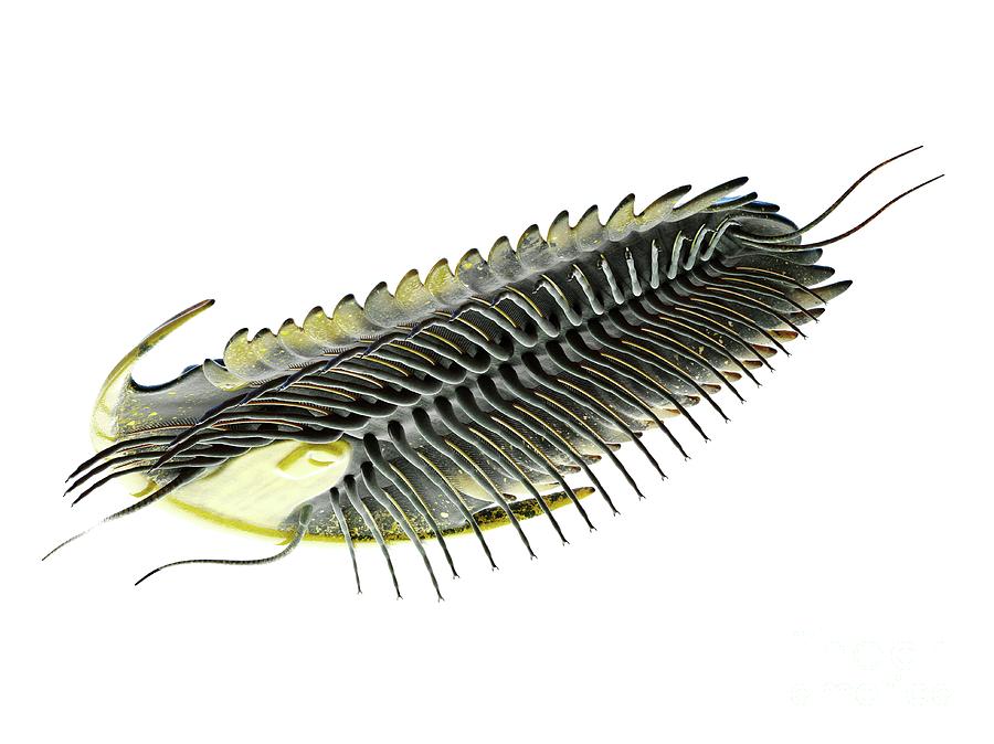 Ocean Photograph - Trilobite by Sebastian Kaulitzki/science Photo Library Ocean Photograph - Trilobite by Sebastian Kaulitzki/science Photo Library