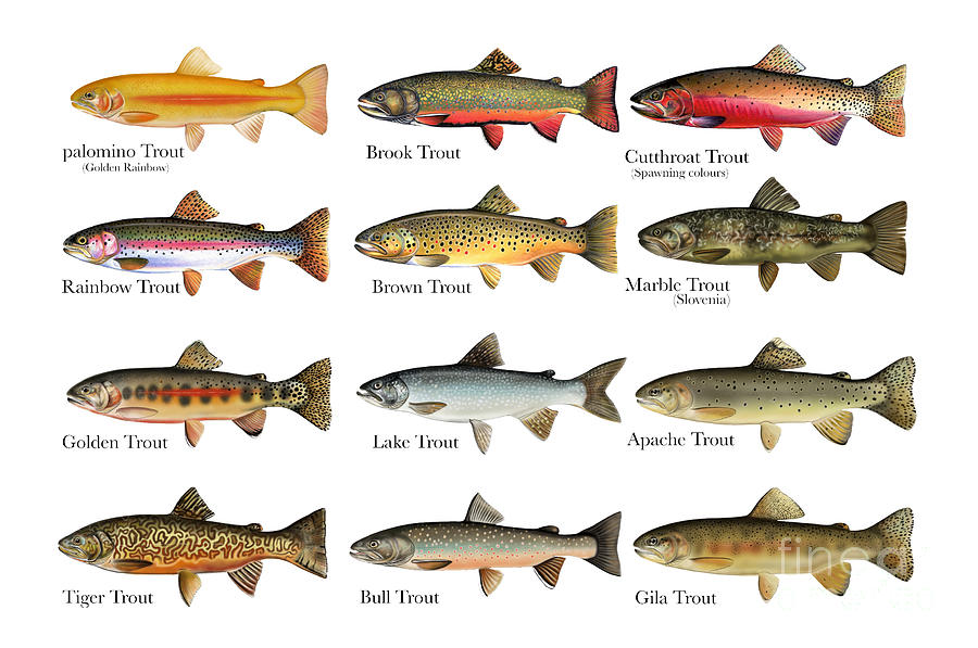 12 Trout Species Chart Digital Art by Anthony Annable
