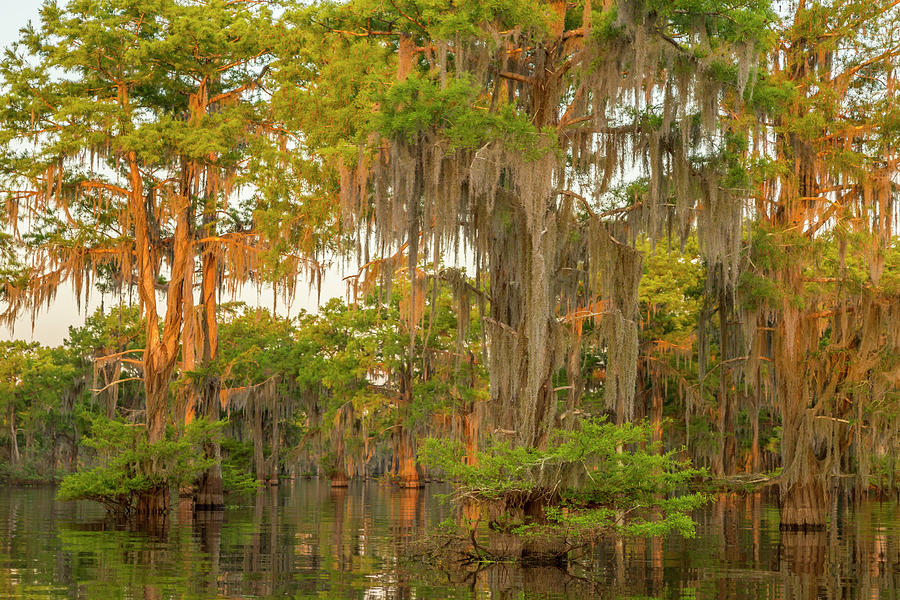 USA, Louisiana, Atchafalaya National Photograph by Jaynes Gallery - Pixels