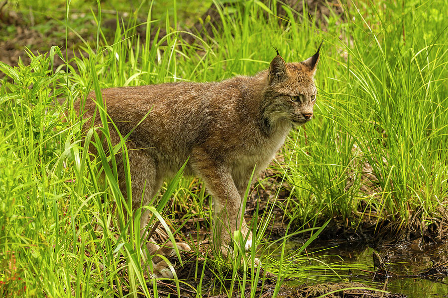 USA, Minnesota, Pine County. Lynx close-up. Photograph by Jaynes ...