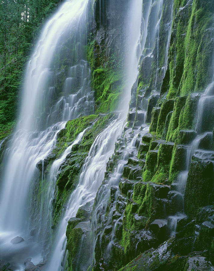 USA, Oregon Willamette National Forest Photograph by John Barger | Fine ...