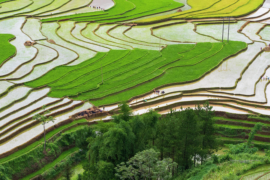 Vietnam Rice Paddies In The Highlands Photograph by Tom Norring | Pixels