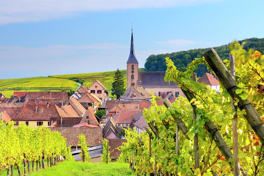 Vineyards In Alsace #12 Digital Art by Francesco Carovillano