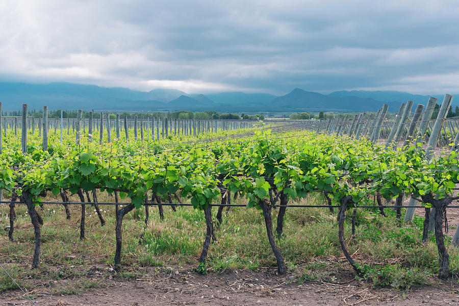 Wine Photograph - Vineyards On Cloudy Day Next To The Andes Mountain Range #12 by Cavan Images