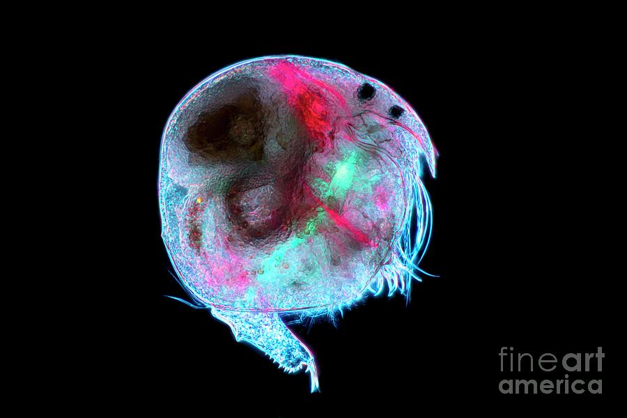 Water Flea #12 Photograph by Frank Fox/science Photo Library