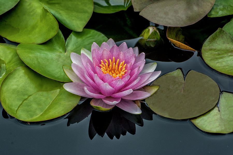 Water Lily also called Lotus flower. Photograph by Michael