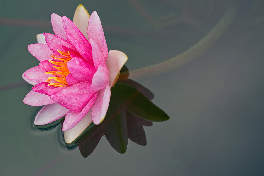 Waterlily Flower #12 Photograph by Michael Lustbader