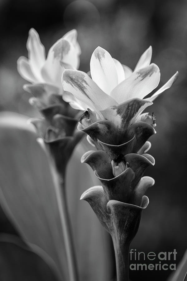 White Curcuma Flower #12 Photograph by Raul Rodriguez
