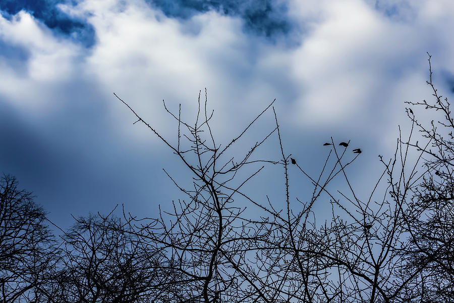Winter Sky and Trees #12 Photograph by Robert Ullmann