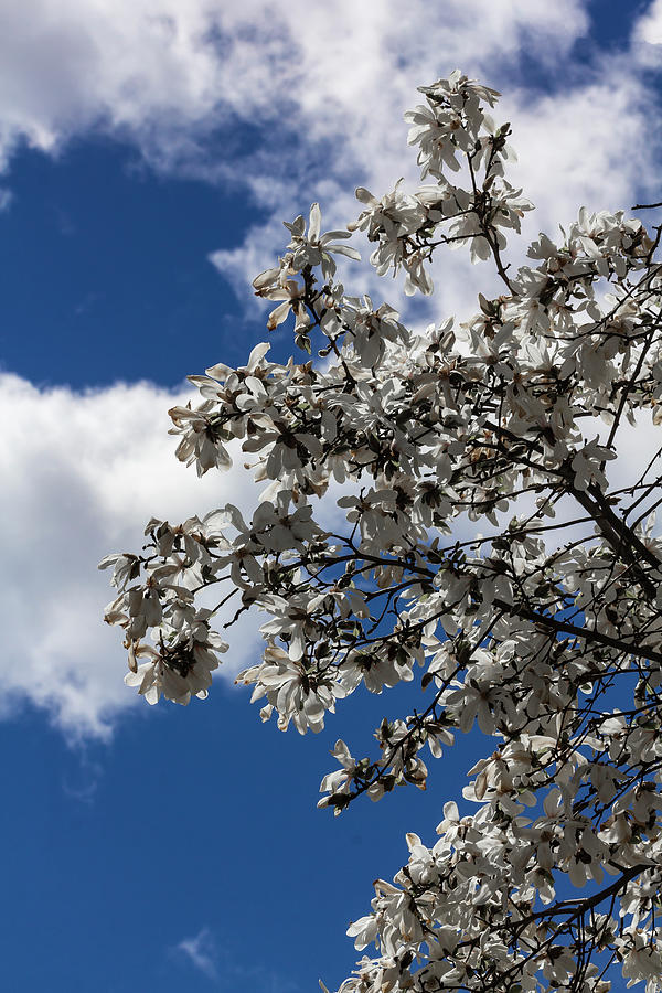 Magnolia Blossoms #120 Photograph by Robert Ullmann