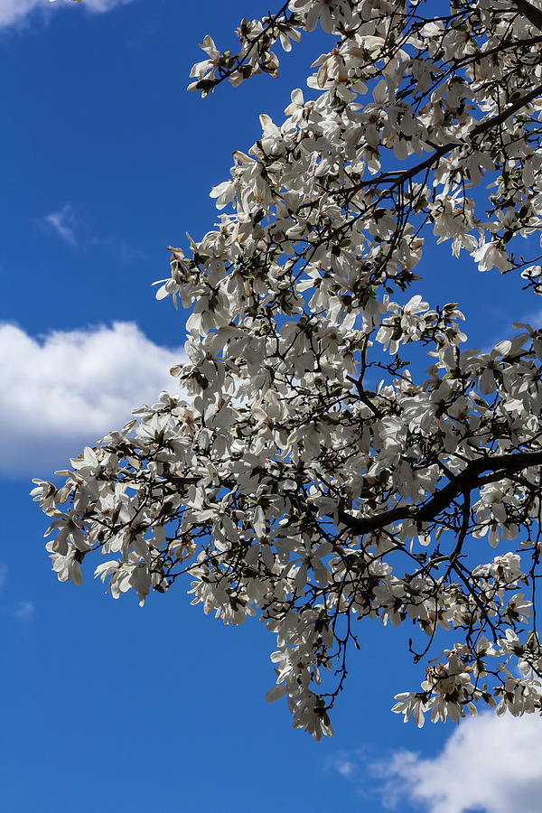 Magnolia Blossoms #121 Photograph by Robert Ullmann