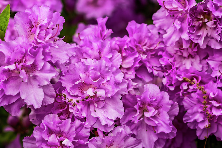 Spring Flowers Photograph