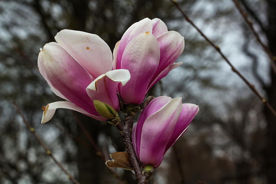 Magnolia Blossoms #122 Photograph by Robert Ullmann