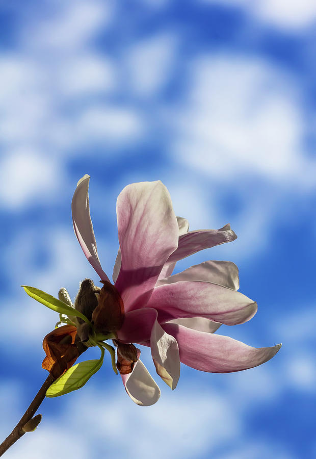 Magnolia Blossoms  #123 Photograph by Robert Ullmann