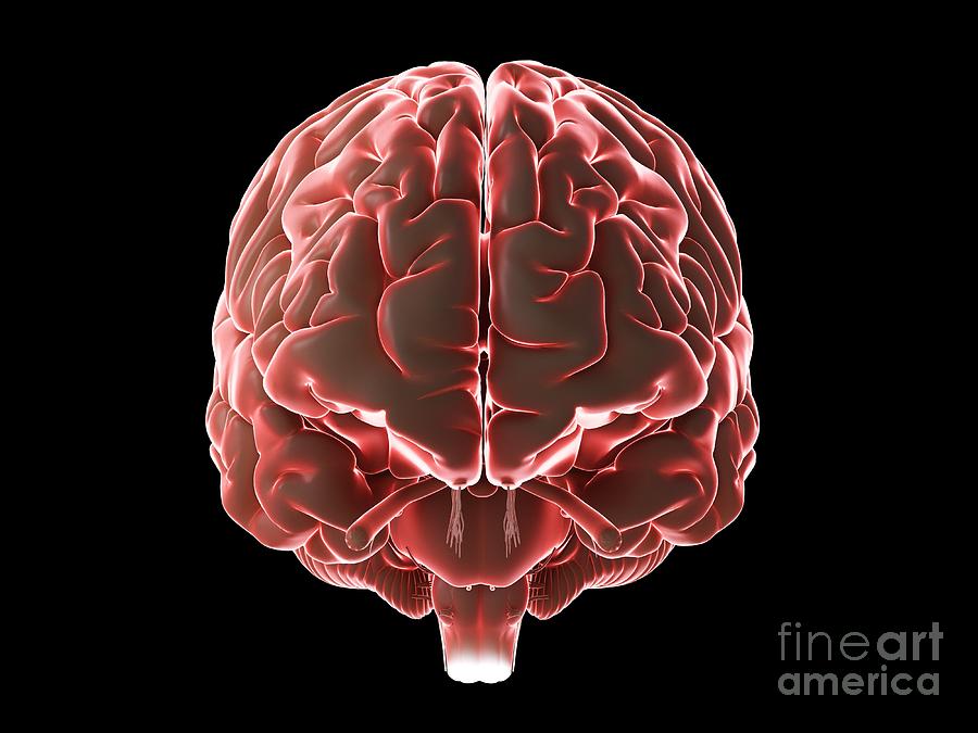 Human Brain #124 Photograph by Sebastian Kaulitzki/science Photo Library