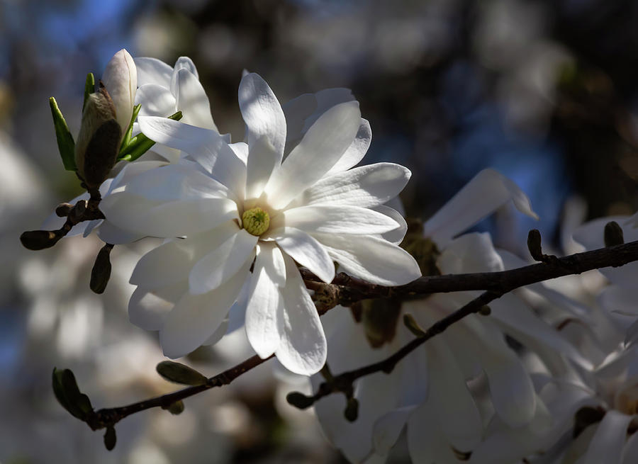 Magnolia Blossoms #124 Photograph by Robert Ullmann