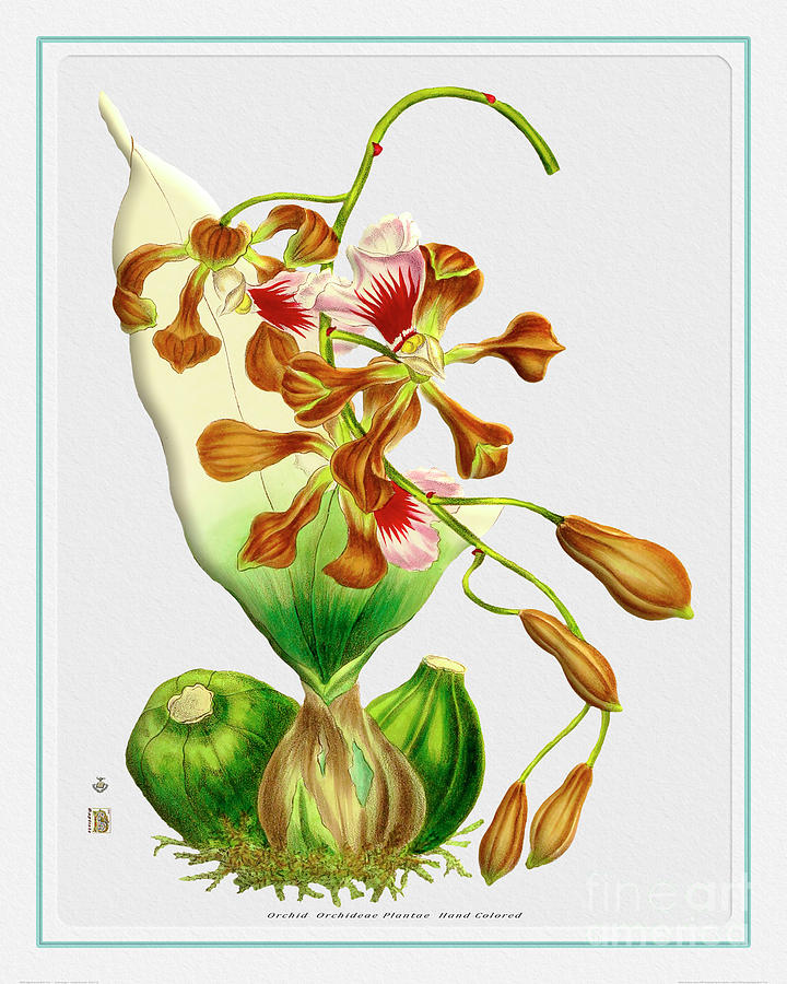 Orchid Flower Orchideae Plantae Flora Mixed Media