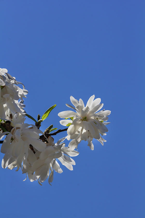 Magnolia Blossoms #126 Photograph by Robert Ullmann