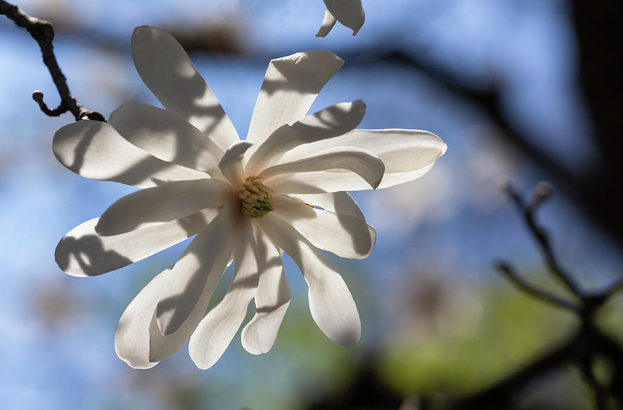 Magnolia Blossoms #127 Photograph by Robert Ullmann