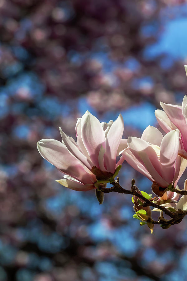 Magnolia Blossoms #128 Photograph by Robert Ullmann
