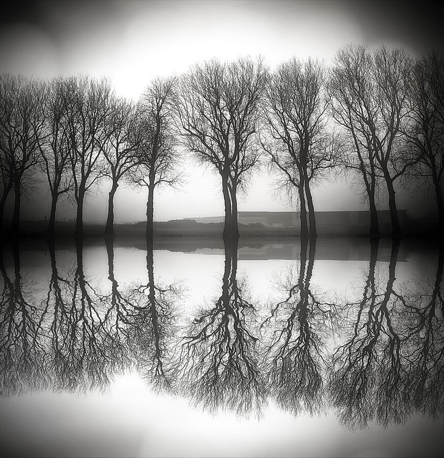 Tree Photograph - Untitled #128 by Anna Cseresnjes