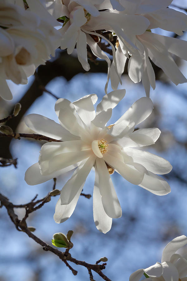 Magnolia Blossoms #129 Photograph by Robert Ullmann