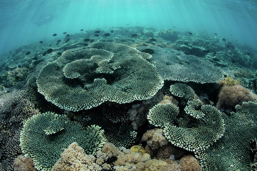 A Beautiful Coral Reef Grows #13 Photograph by Ethan Daniels