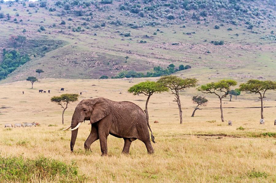 African Elephant In Kenya #13 Digital Art by Jacana Stock