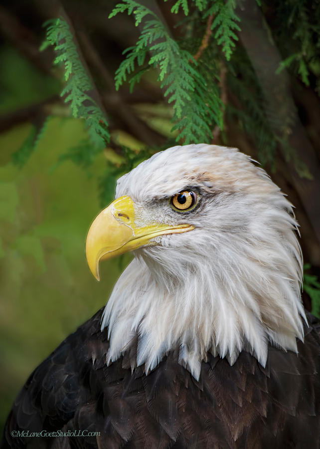 American Bald Eagle #13 Photograph by LeeAnn McLaneGoetz McLaneGoetzStudioLLCcom