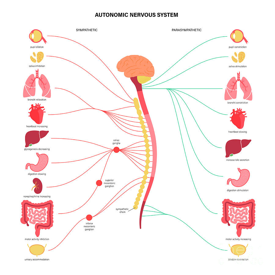 Autonomic Nervous System Photograph by Pikovit / Science Photo Library ...