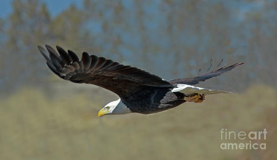 Bald Eagle #13 Photograph by Gary Wing