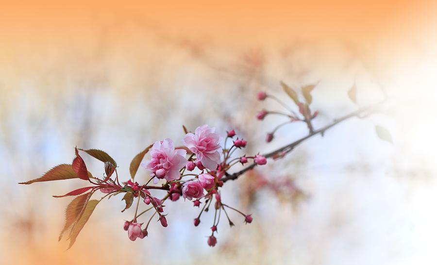 Spring Photograph - Beautiful Nature Background.floral Art #13 by Juliana Nan