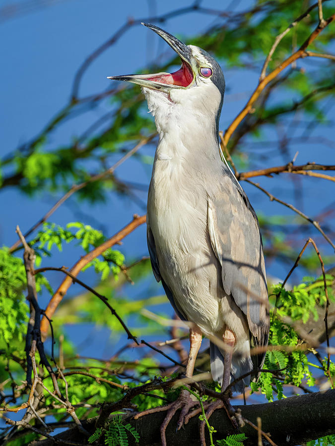 Black-crowned Night Heron On Maui Hawaii Photograph by Don White - Fine ...