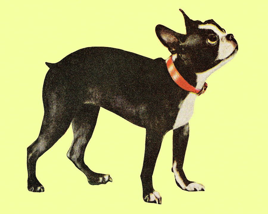 Boston Drawing - Boston Terrier #13 by CSA Images