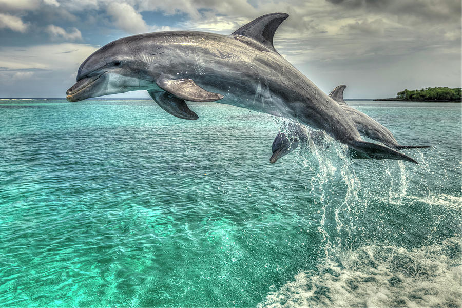 Are There Dolphins In The Caribbean Westmorland - Multicultural Pastime ...