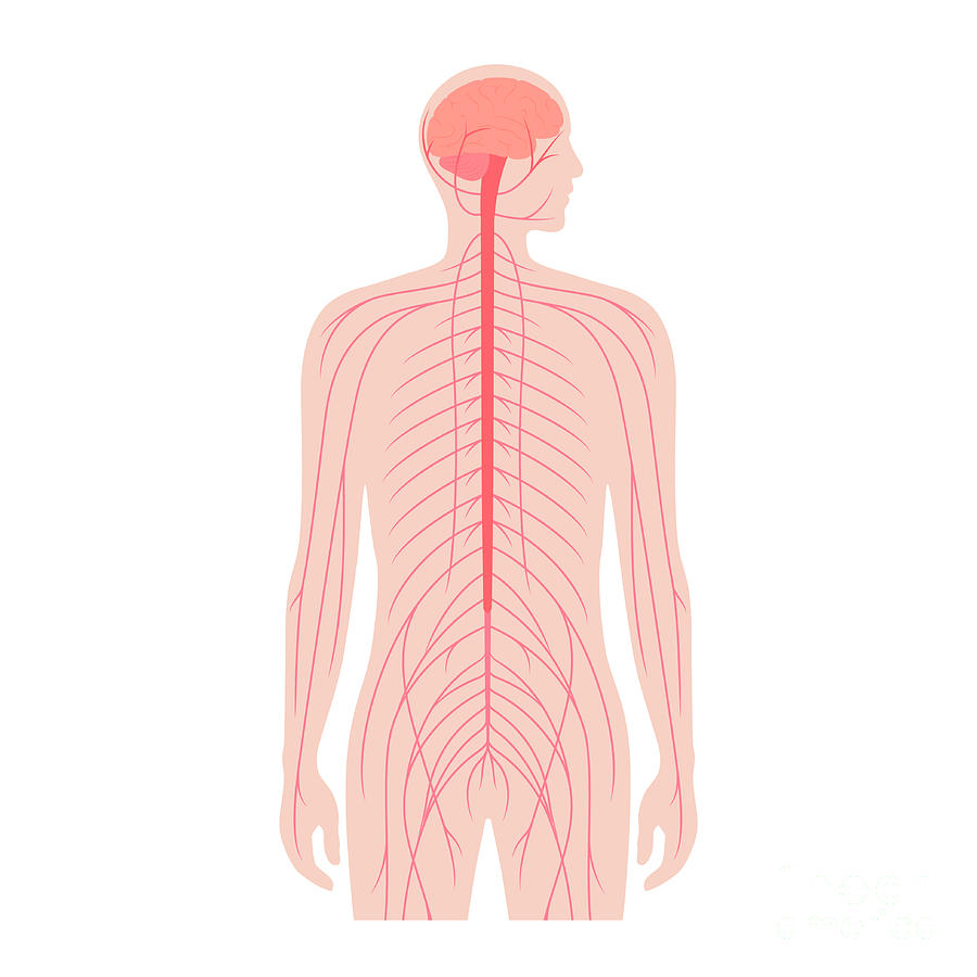 Central Nervous System #13 by Pikovit / Science Photo Library