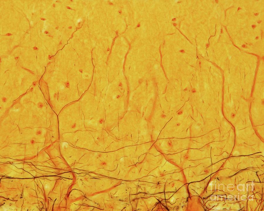Cerebellar Cortex #13 Photograph by Jose Calvo / Science Photo Library