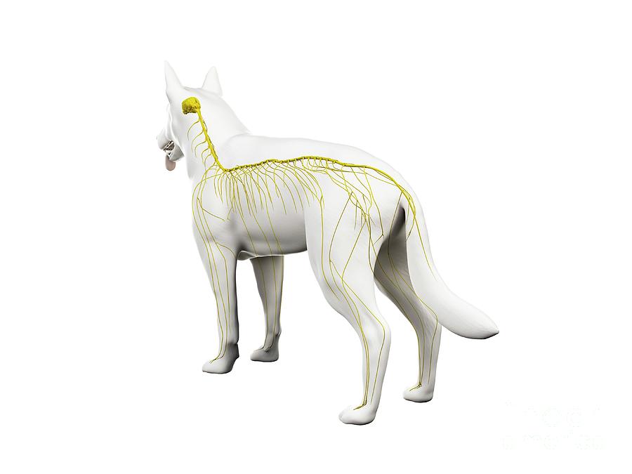 Dog Nervous System Photograph by Sebastian Kaulitzki/science Photo