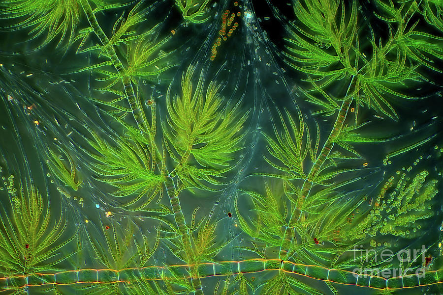 Draparnaldia Green Algae #13 Photograph by Marek Mis/science Photo Library