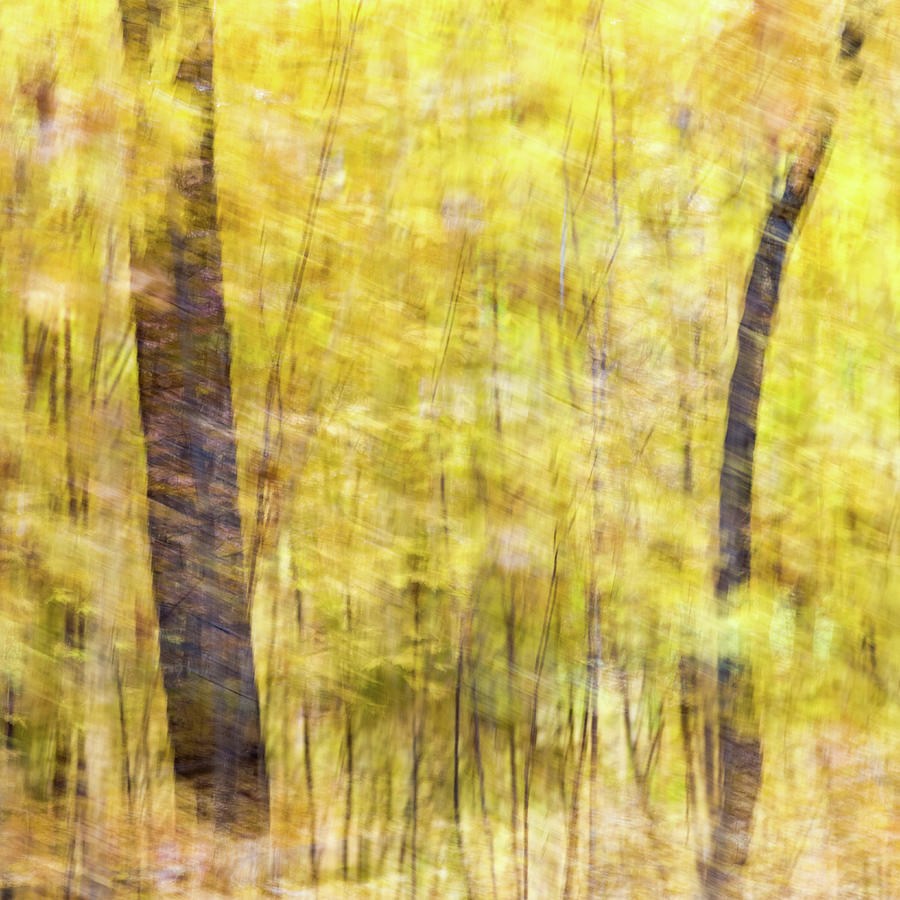 Fall Colors - Abstract Nature #14 Photograph by Shankar Adiseshan