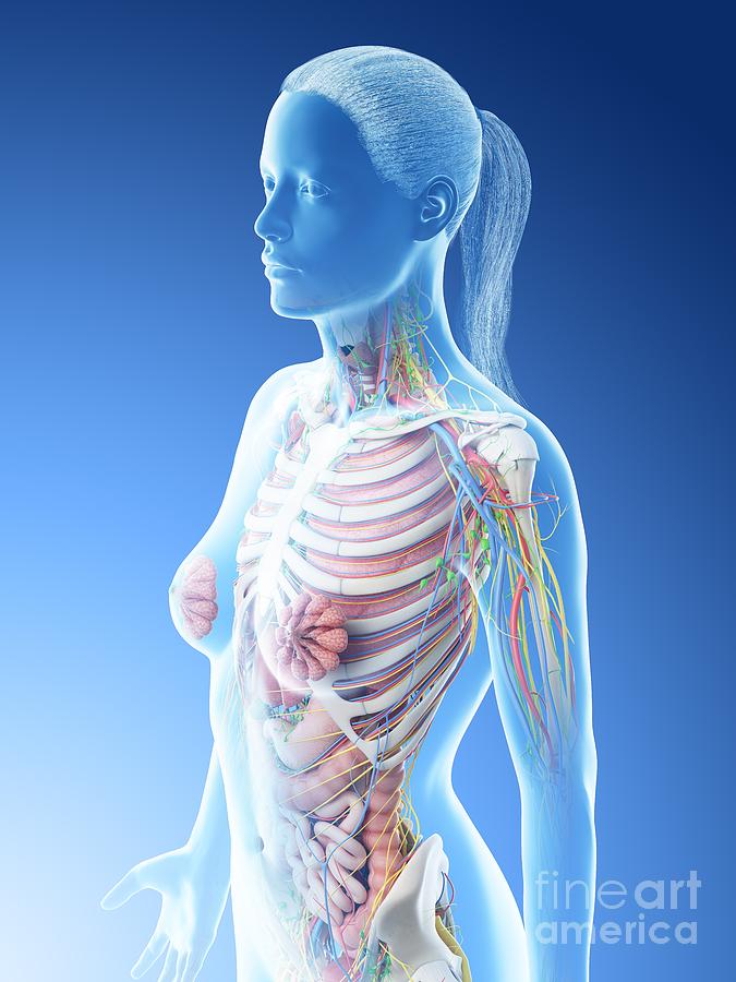 Female Upper Torso Anatomy - Anatomy Female Torso High ...
