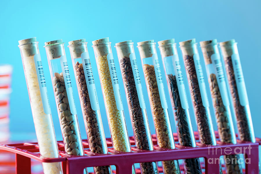 Test Photograph - Food Samples In Test Tubes by Wladimir Bulgar/science Photo Library Test Photograph - Food Samples In Test Tubes by Wladimir Bulgar/science Photo Library