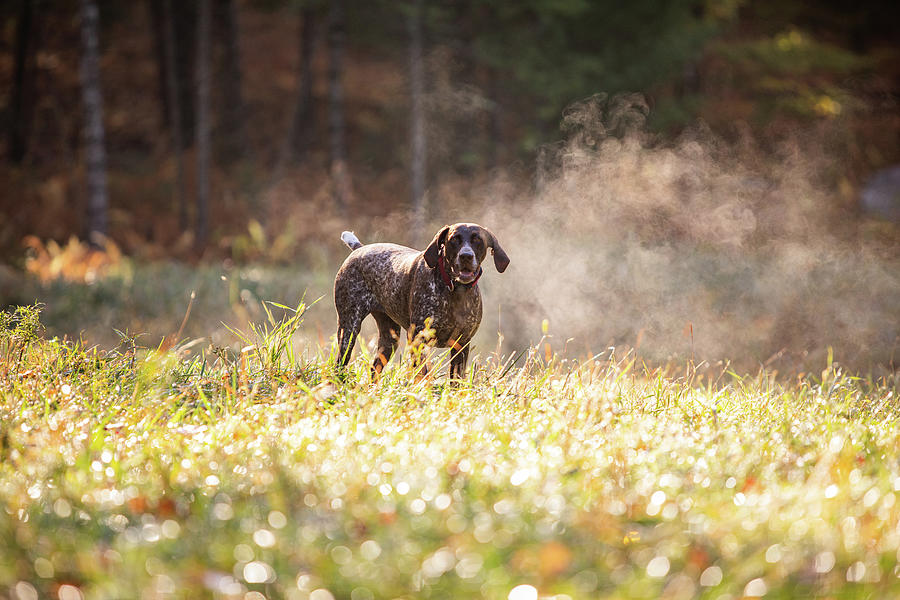 Mountain Photograph - German Shorthaired Pointer Hunting With Steam Rising On Cold Morning #13 by Cavan Images
