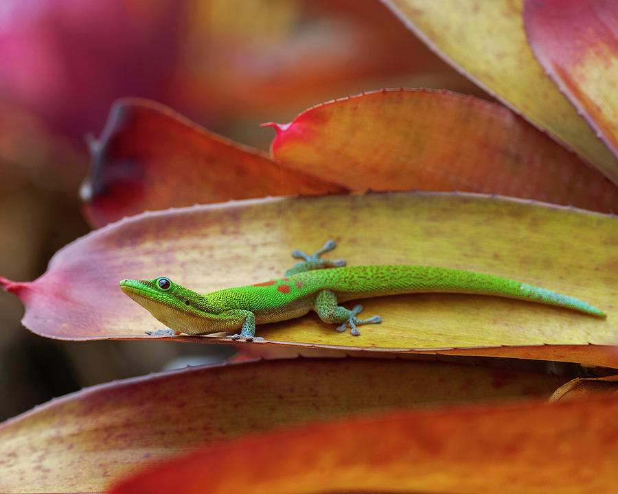 Gold Dust Day Gecko Series Photograph by Teri Garrison - Fine Art America