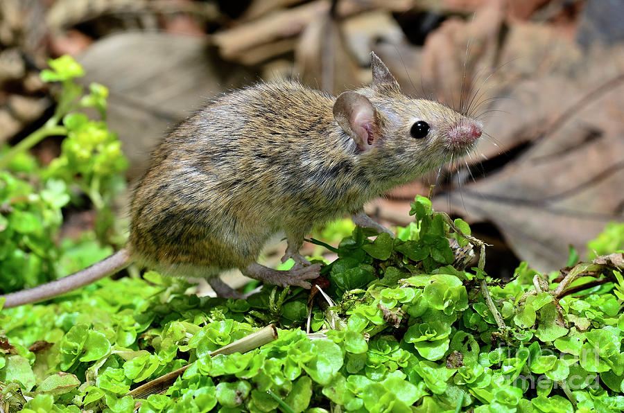 House Mouse Photograph by Colin Varndell/science Photo Library - Fine ...