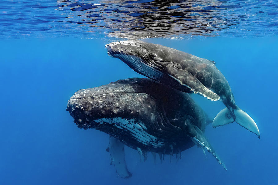 Humpback Whale Megaptera Novaeangliae #13 Photograph by Bruce Shafer